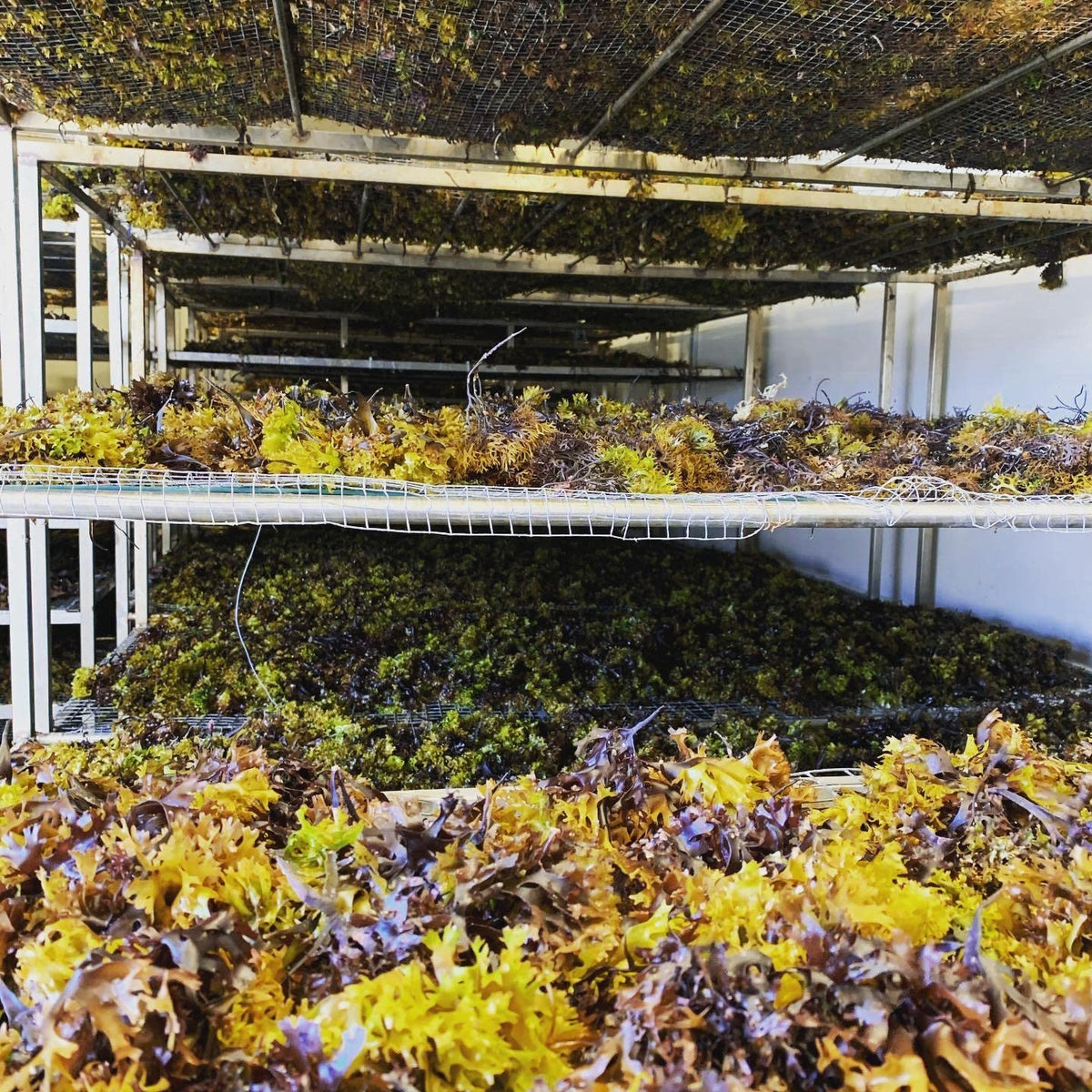 Elderwise-irish-sea-moss-harvest-ireland showcases pristine sourcing from Irish coasts