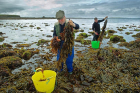 Elderwise sea-moss-pre-post-workout boosts natural energy when blended