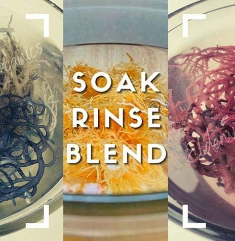 Elderwise Wildcrafted Sea Moss Sundried, vibrant harvest for nutrient-rich blends.