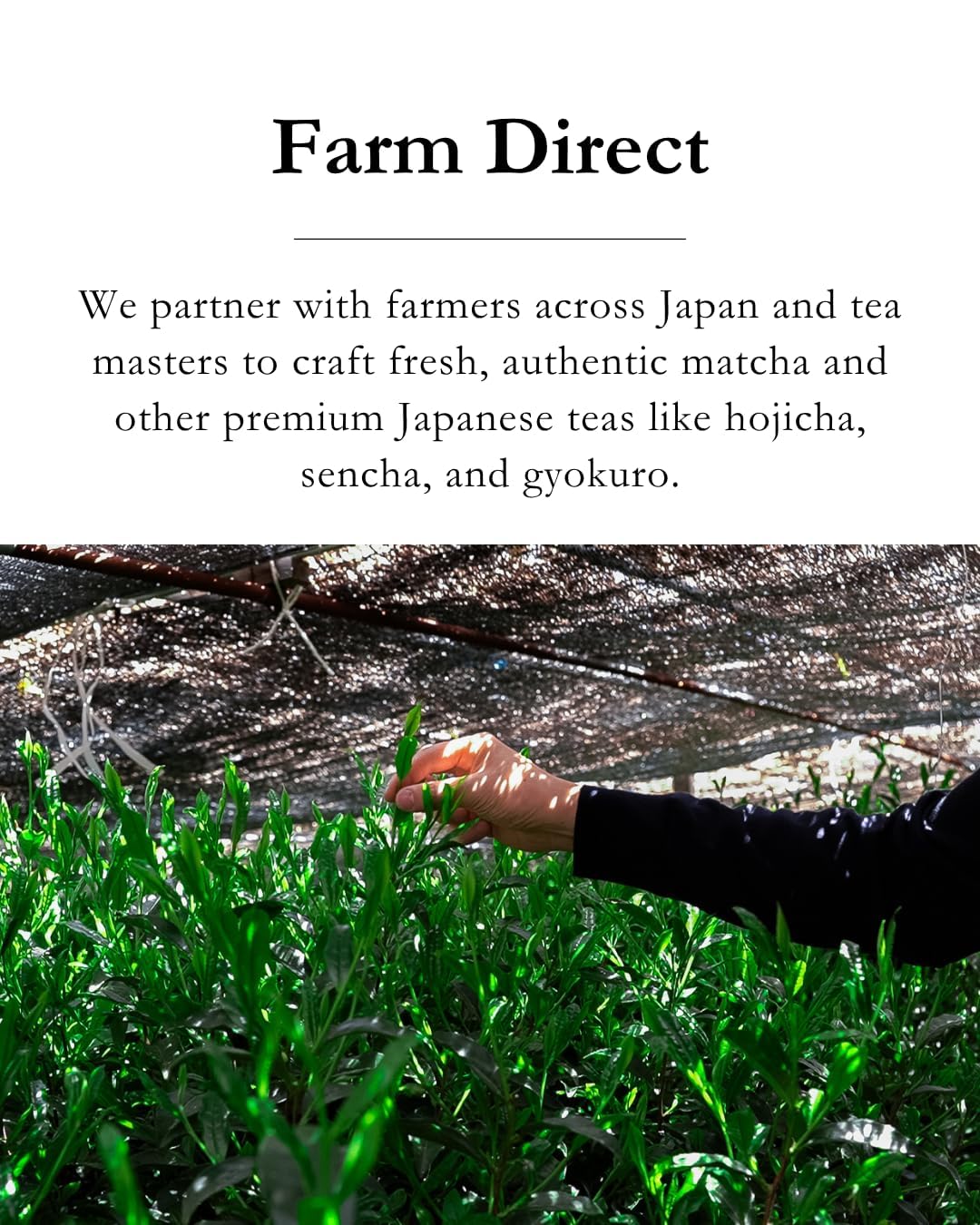 EMPTEA Sencha first harvest Asamushi aroma with delicate sweetness.