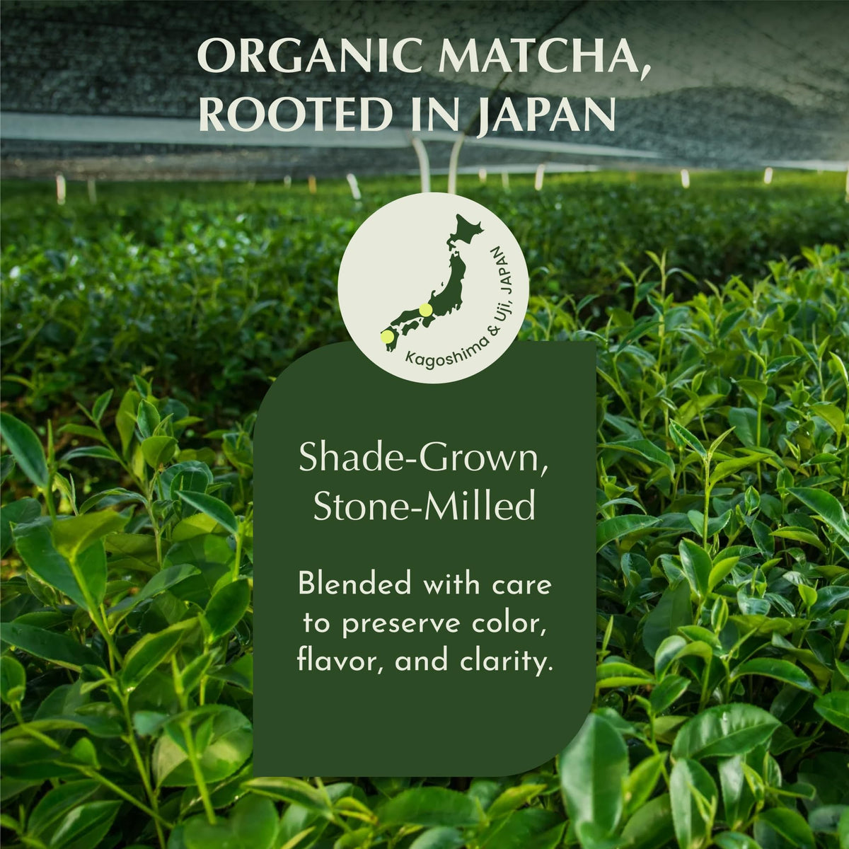 Encha matcha baking and desserts benefit from easy dissolve