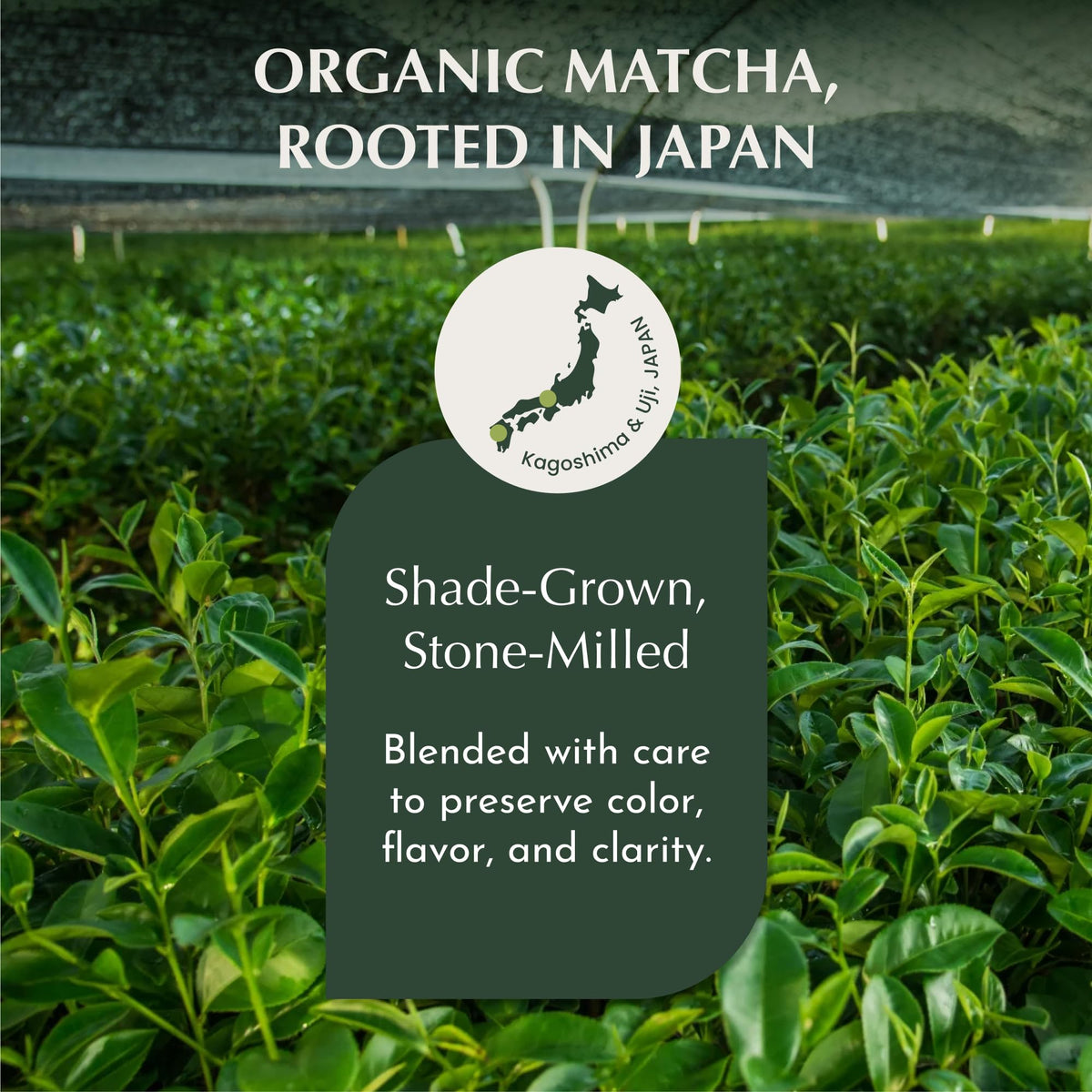 Steaming Encha cup invites mindful sipping and aroma.