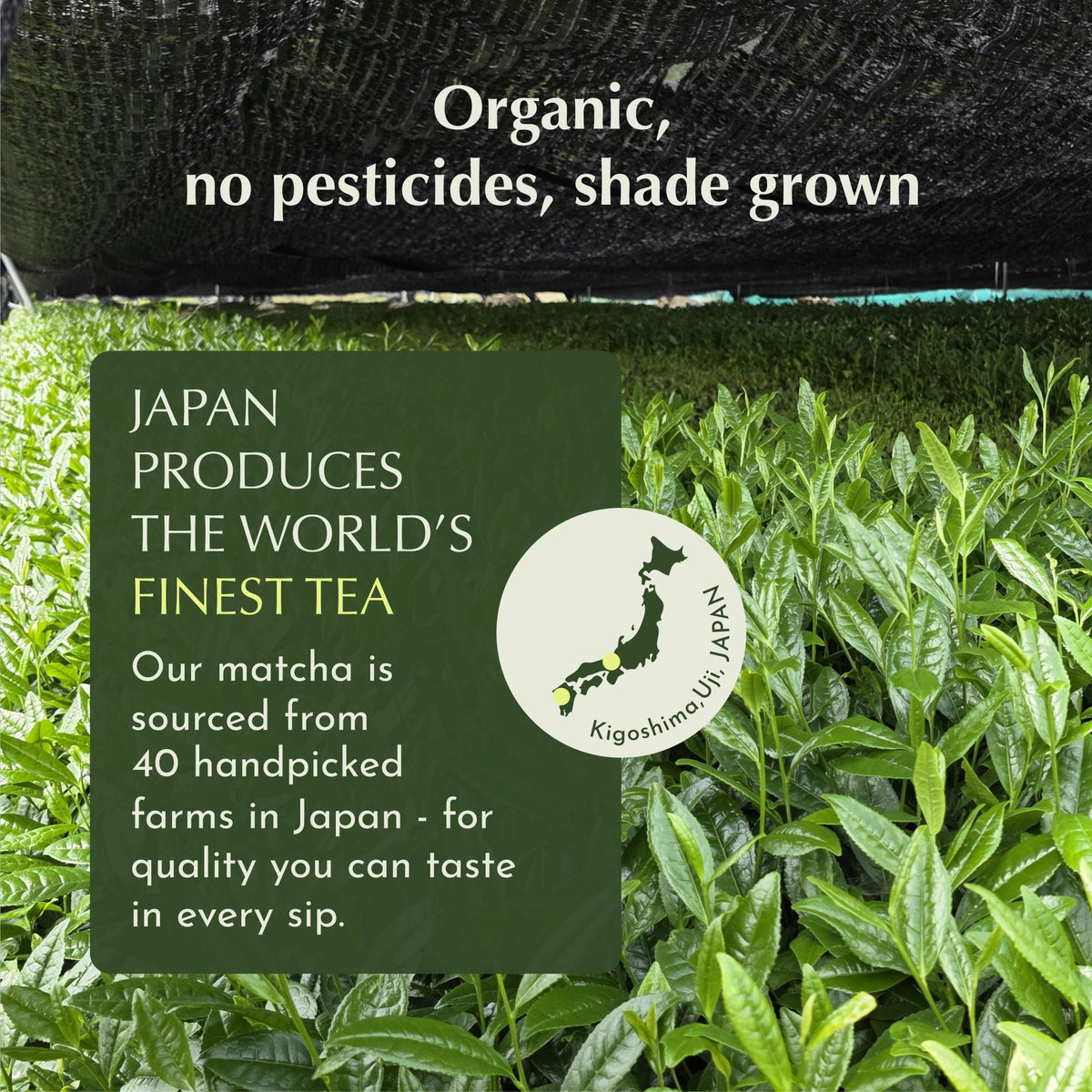 Encha Matcha stone-ground whisper-fine powder for silky smooth mixing.