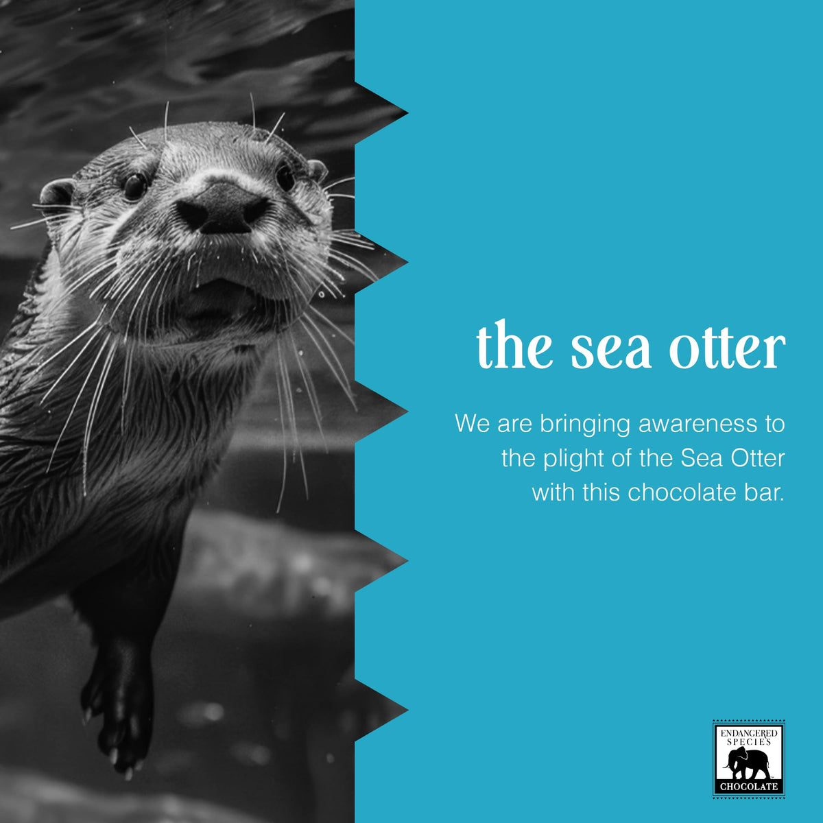 Endangered Species Milk Chocolate Bar Fair Trade image reinforces ethical sourcing and farmer support.