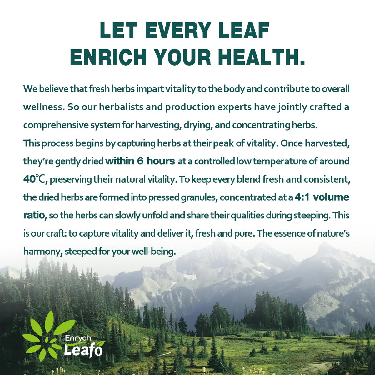 Front label of EnrychLeafo Cleavers tea emphasizes caffeine-free quality.