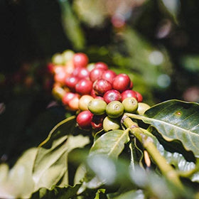 Fara Coffee Breakfast Blend beans ready to grind for aromatic, versatile home brewing