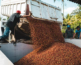 Fara Coffee medium roast beans deliver balanced body for everyday cups