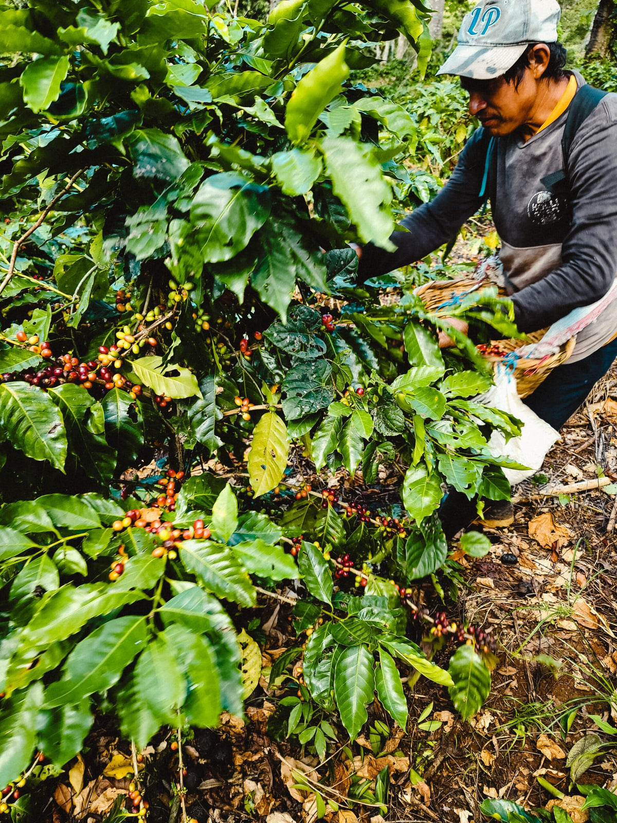 Fara Coffee Signature Roast roasted in Texas for freshness