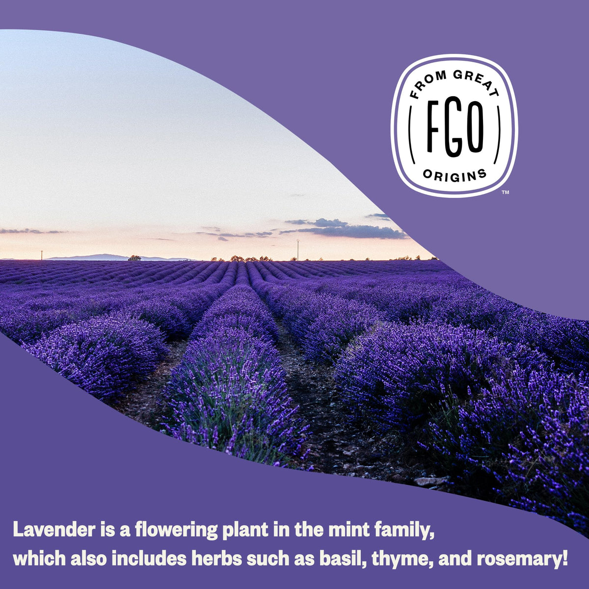 FGO French lavender flowers organic buds for culinary uses and home fragrance.
