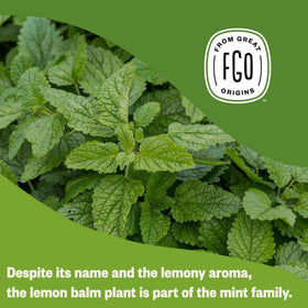 FGO Lemon Balm brew in a cup with bright aroma and herbal notes.