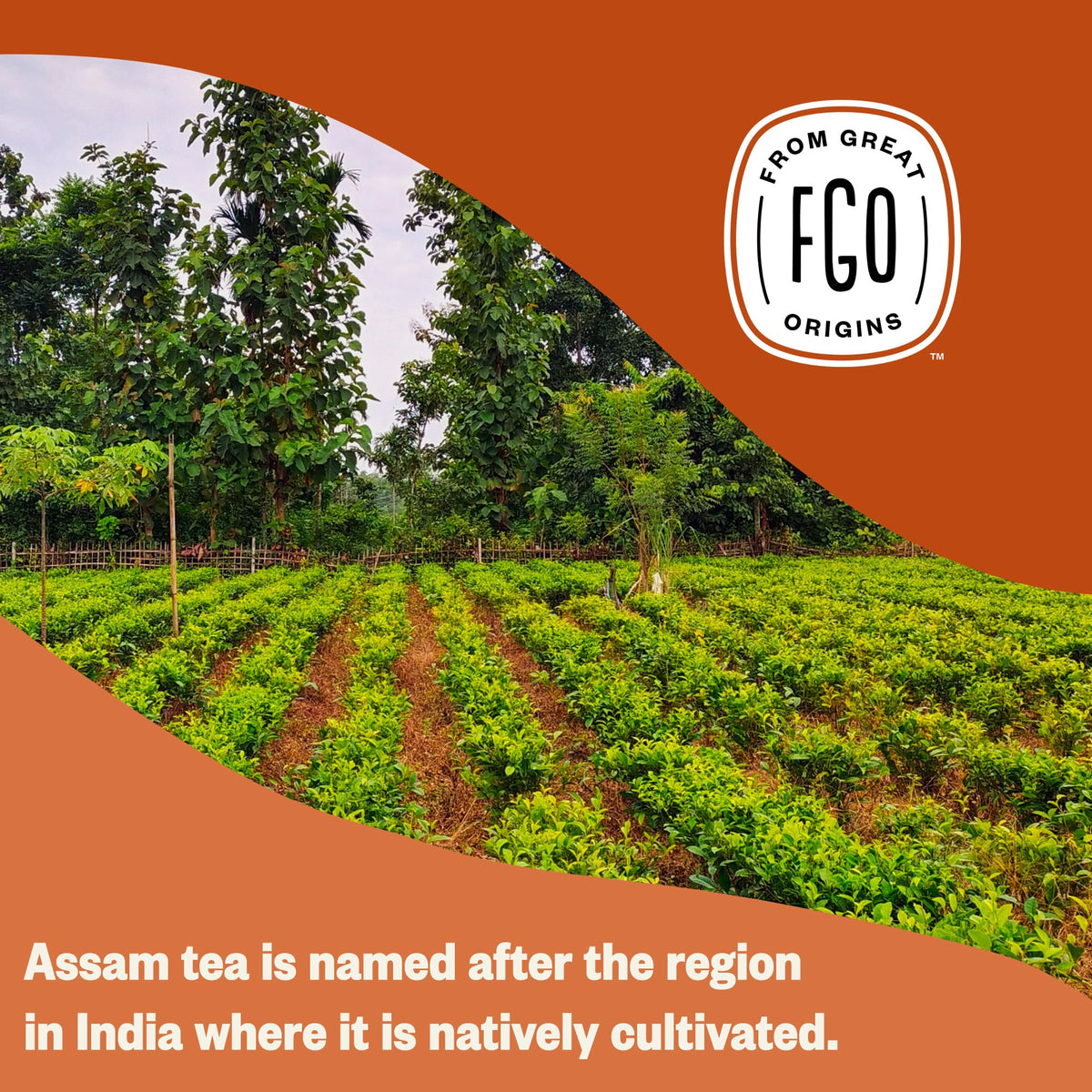 FGO Organic Assam Tea resealable bag keeps freshness for many brews.