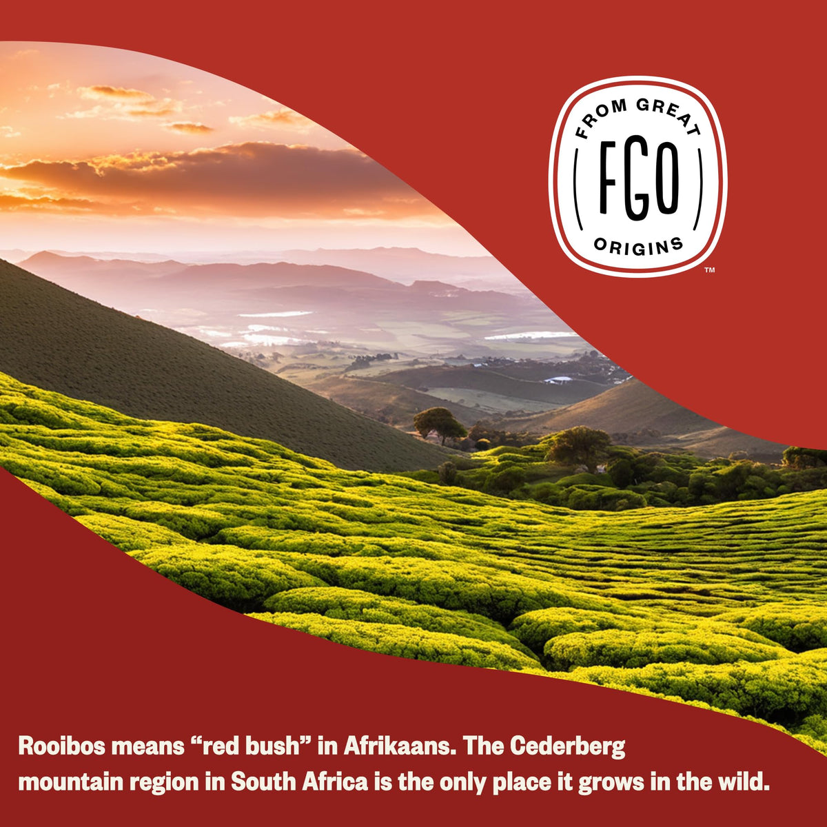 Brewing setup for a smooth, flavorful cup of Rooibos.
