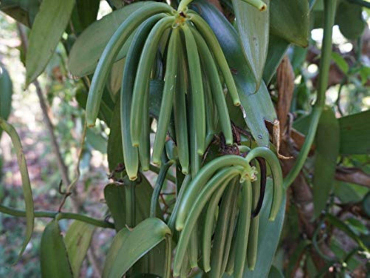Fresh 6–8 inch vanilla beans ready for culinary use.