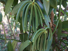 Fresh 6–8 inch vanilla beans ready for culinary use.