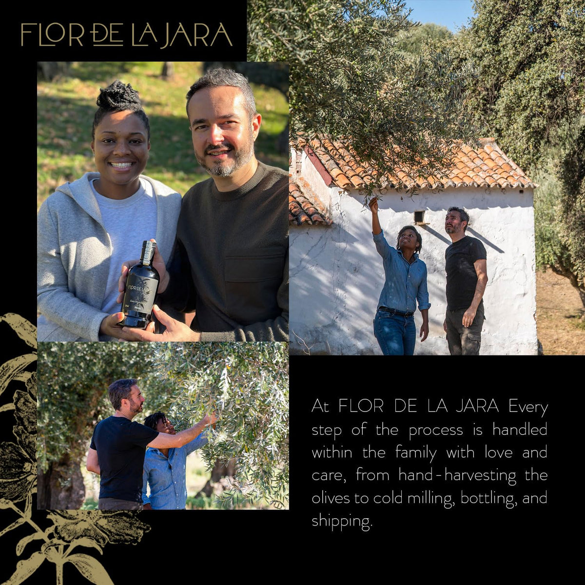 Dry-farmed olive trees scene, polyphenol-rich harvest and bold tasting notes