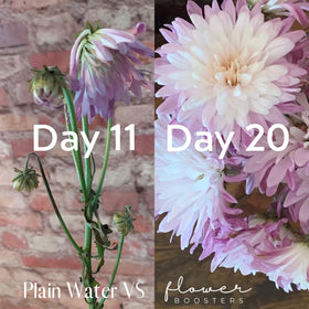 Flower Boosters caffeine-enhanced blend dissolving in water beside a bouquet.