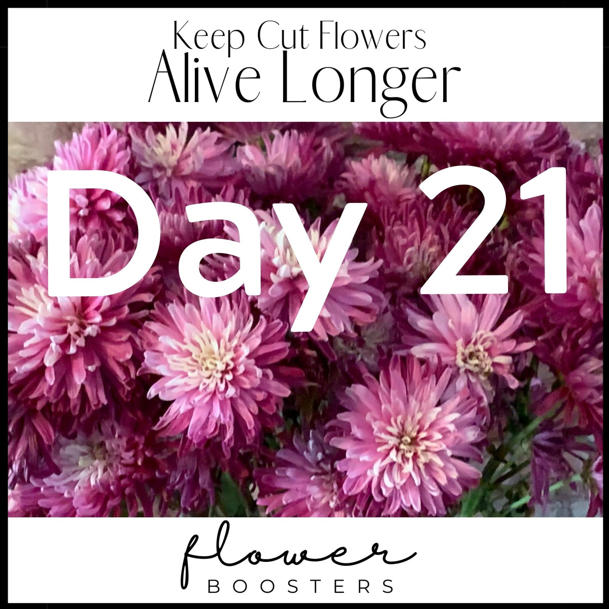 Flower Boosters powder mix dissolving neatly for any vase size.