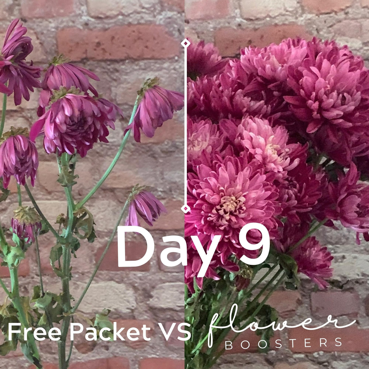 Flower Boosters recommended blooms lasting up to 20 days in a vase.