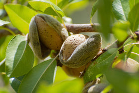 Food to Live almond flour storage jar, emphasizing long shelf life.
