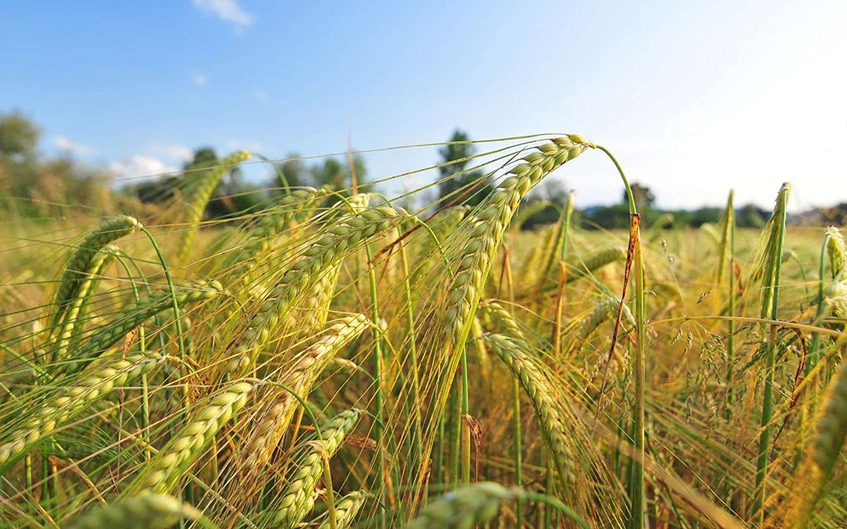 Food to Live barley flour made-in-usa label indicates domestic production quality.