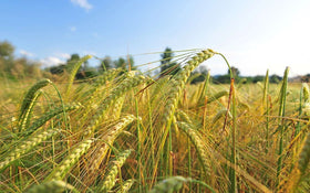 Food to Live barley flour made-in-usa label indicates domestic production quality.