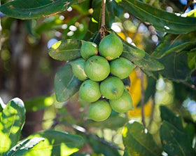 Food to Live macadamia nuts dessert topping with buttery notes.