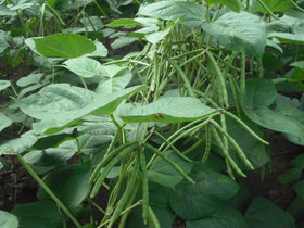 Food to Live mung beans ready to use in everyday meals