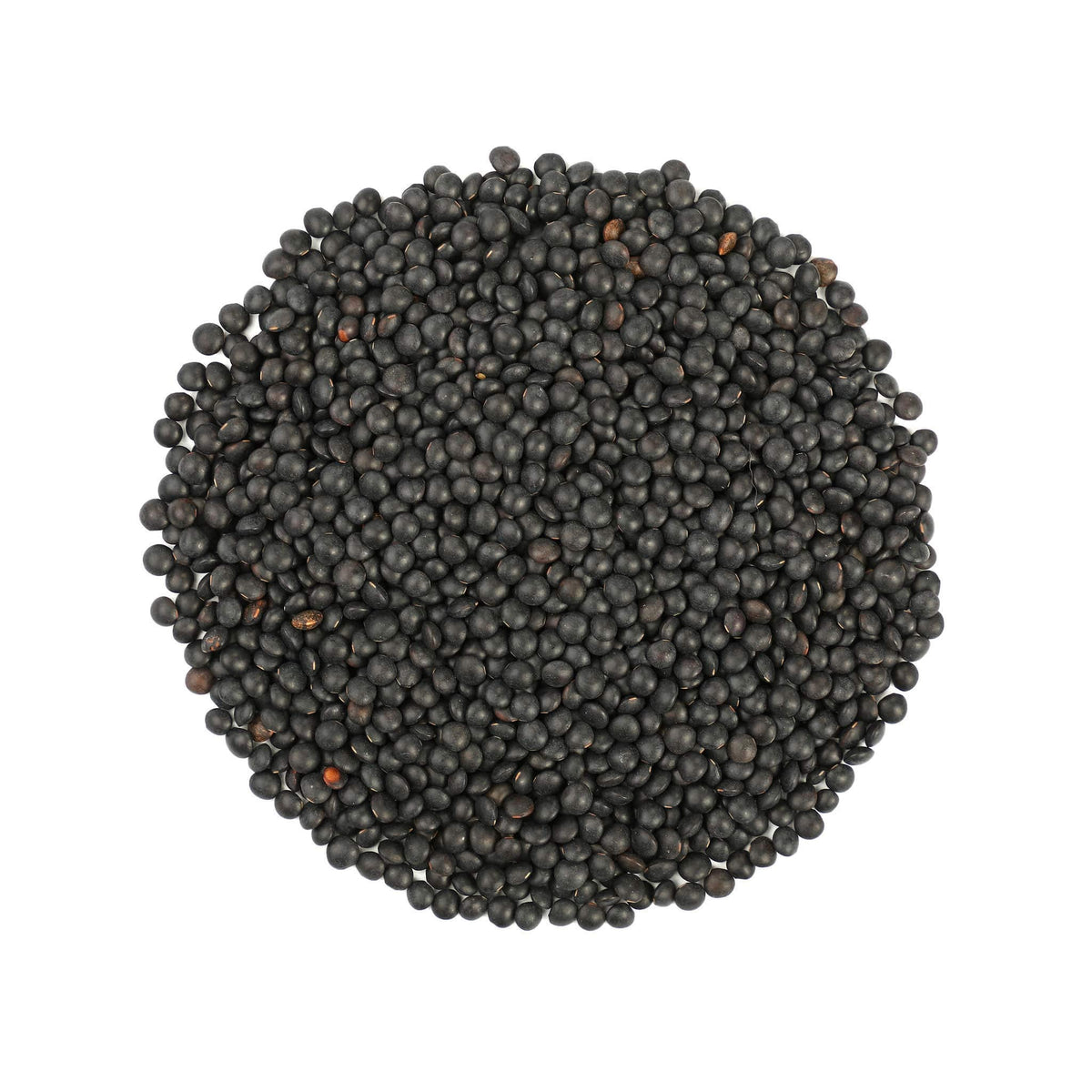Food to Live Organic Black Lentils ready for sprouting on a countertop