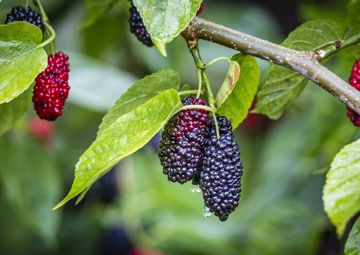 Food to Live mulberries in trail-mix for natural energy and fiber.