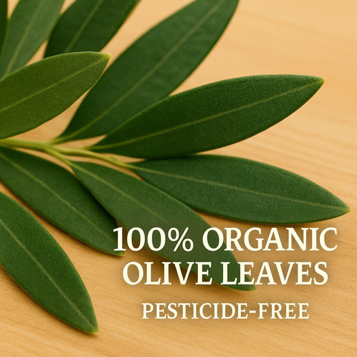 For Vitality Organic Olive Leaf Tea cup during steeping highlights mellow earthy notes.