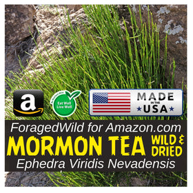 ForagedWild Mormon Tea dried packaging, sustainably wildcrafted and ready for infusion.