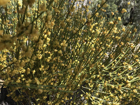 ForagedWild Mormon Tea origin western USA, sustainably wildcrafted selection.