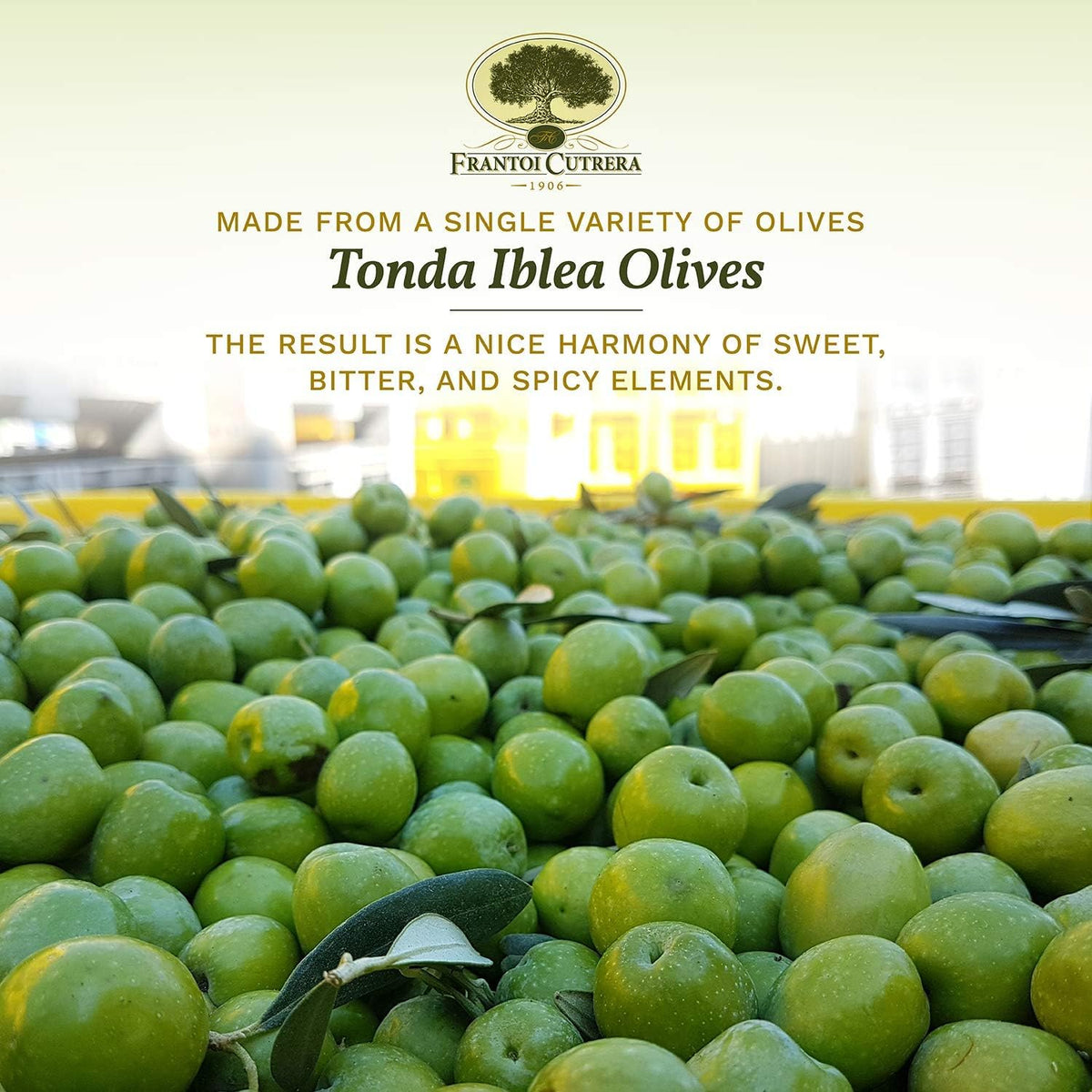 Frantoi Cutrera Primo single-variety Tonda Iblea olives offer early harvest flavor.