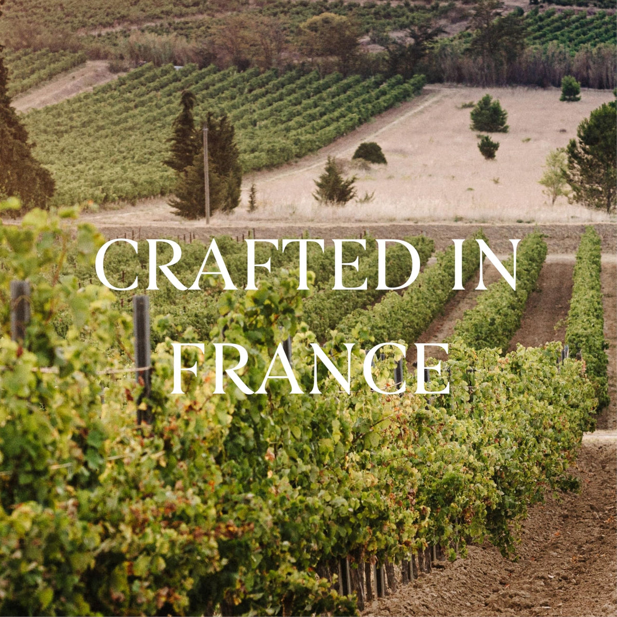 French Bloom Le Rosé 750ml bottle presented for a premium, alcohol-free toast.