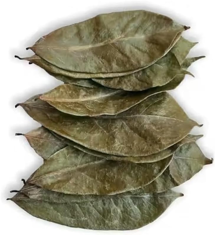 Fresh Africa Soursop Leaves dried closeup of crisp, aromatic leaves for brewing