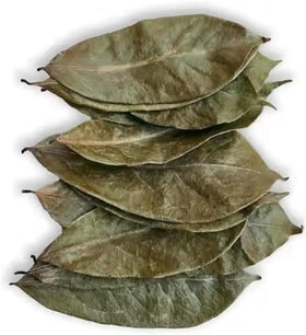 Fresh Africa Soursop Leaves dried closeup of crisp, aromatic leaves for brewing