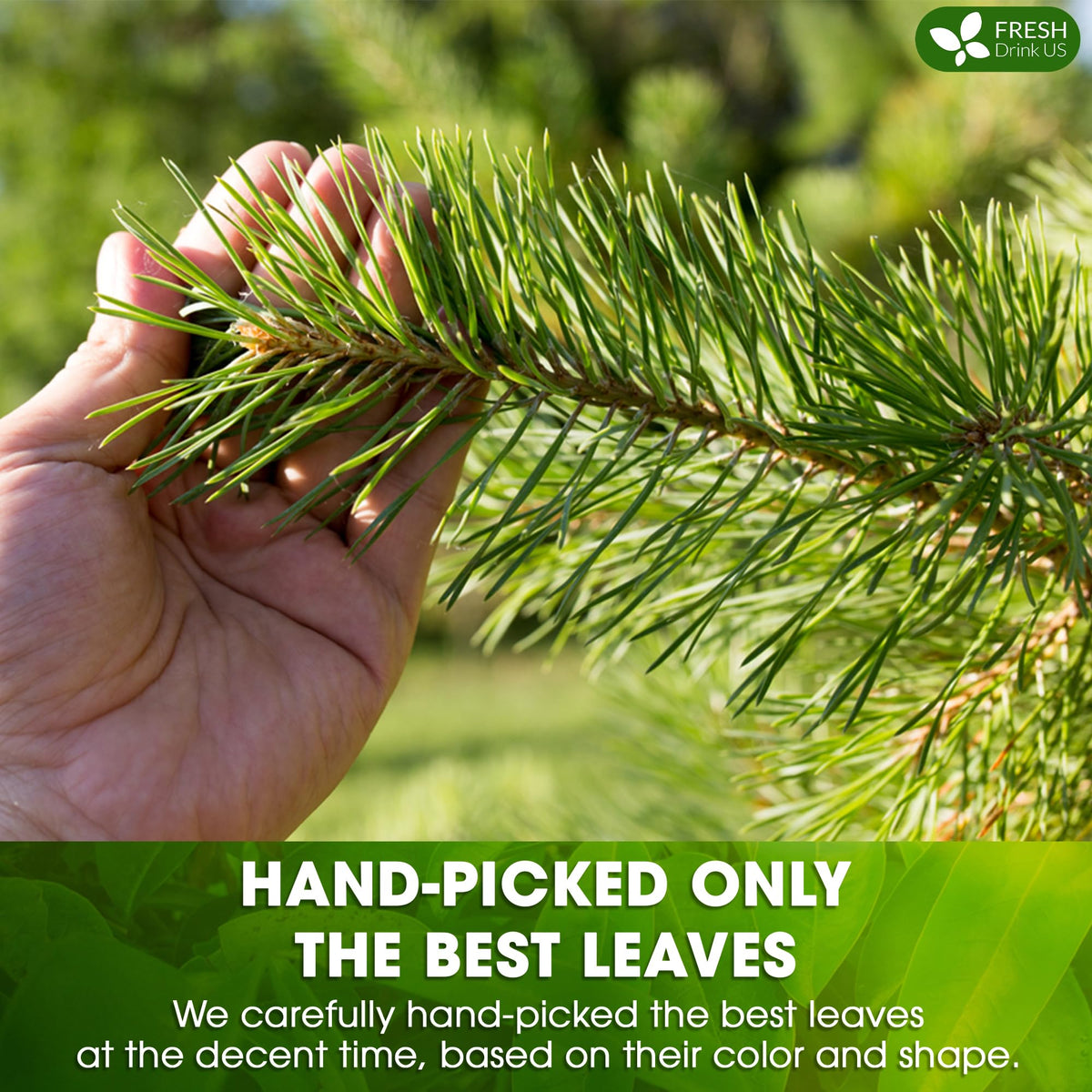 FreshDrinkUS 100-percent-pine-needles deliver a pure, simple cup.