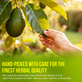 FreshDrinkUS avocado leaf tea bags on a shelf highlight sustainable packaging.