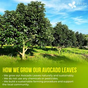 FreshDrinkUS avocado leaf tea leaves dried and prepared for pure herbal infusion.