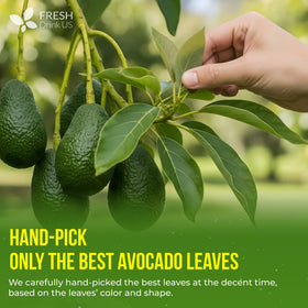 FreshDrinkUS avocado leaves dried-bundle ready for quick, everyday tea brewing