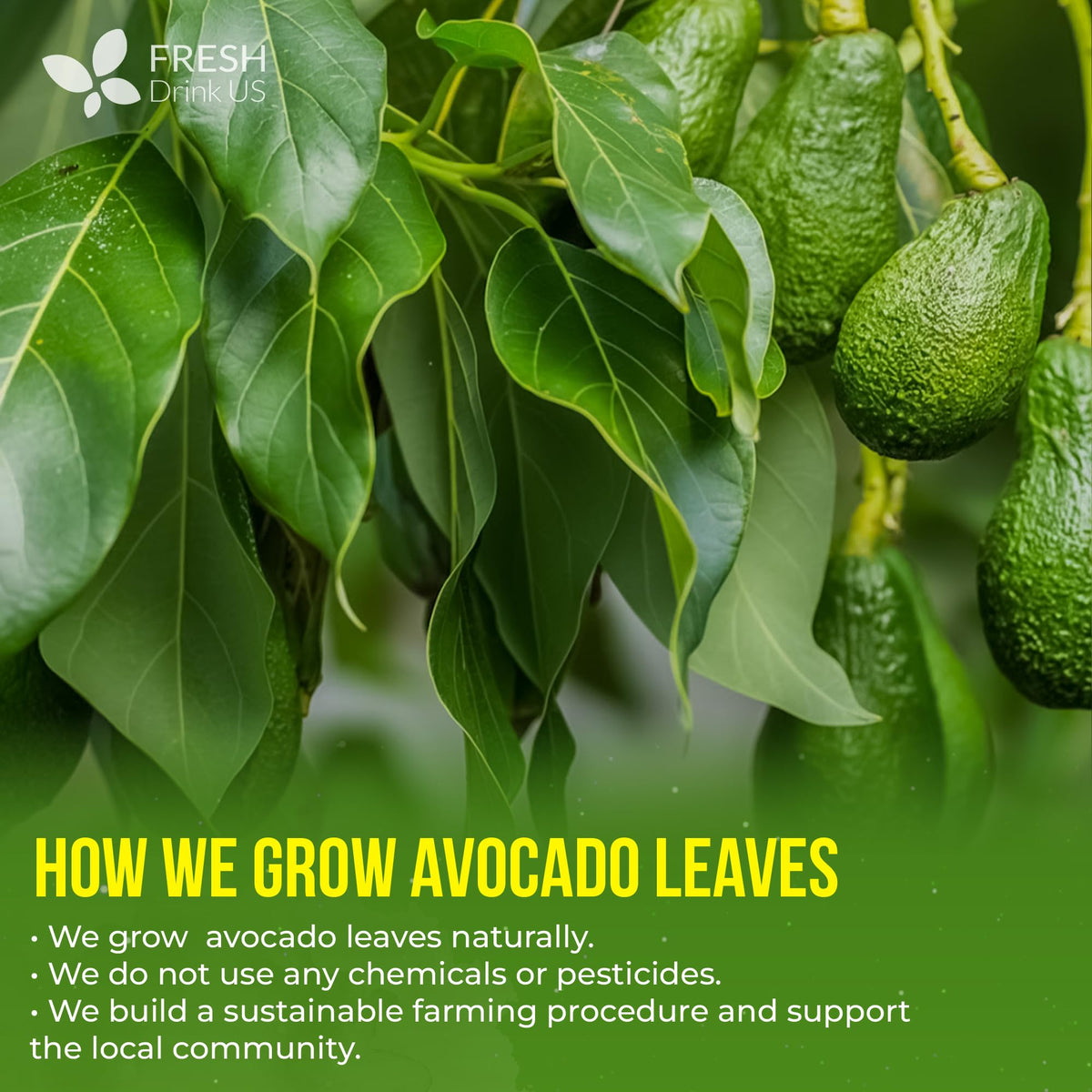 FreshDrinkUS avocado leaves iced-tea-serve delivers refreshing, caffeine-free hydration with subtle flavor