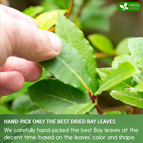 FreshDrinkUS biodegradable tea bag, natural corn fiber and eco-friendly design.