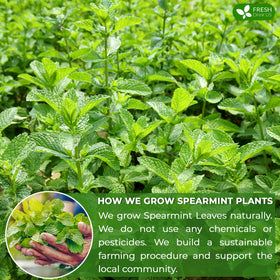 FreshDrinkUS biodegradable tea bags for a greener brewing ritual.
