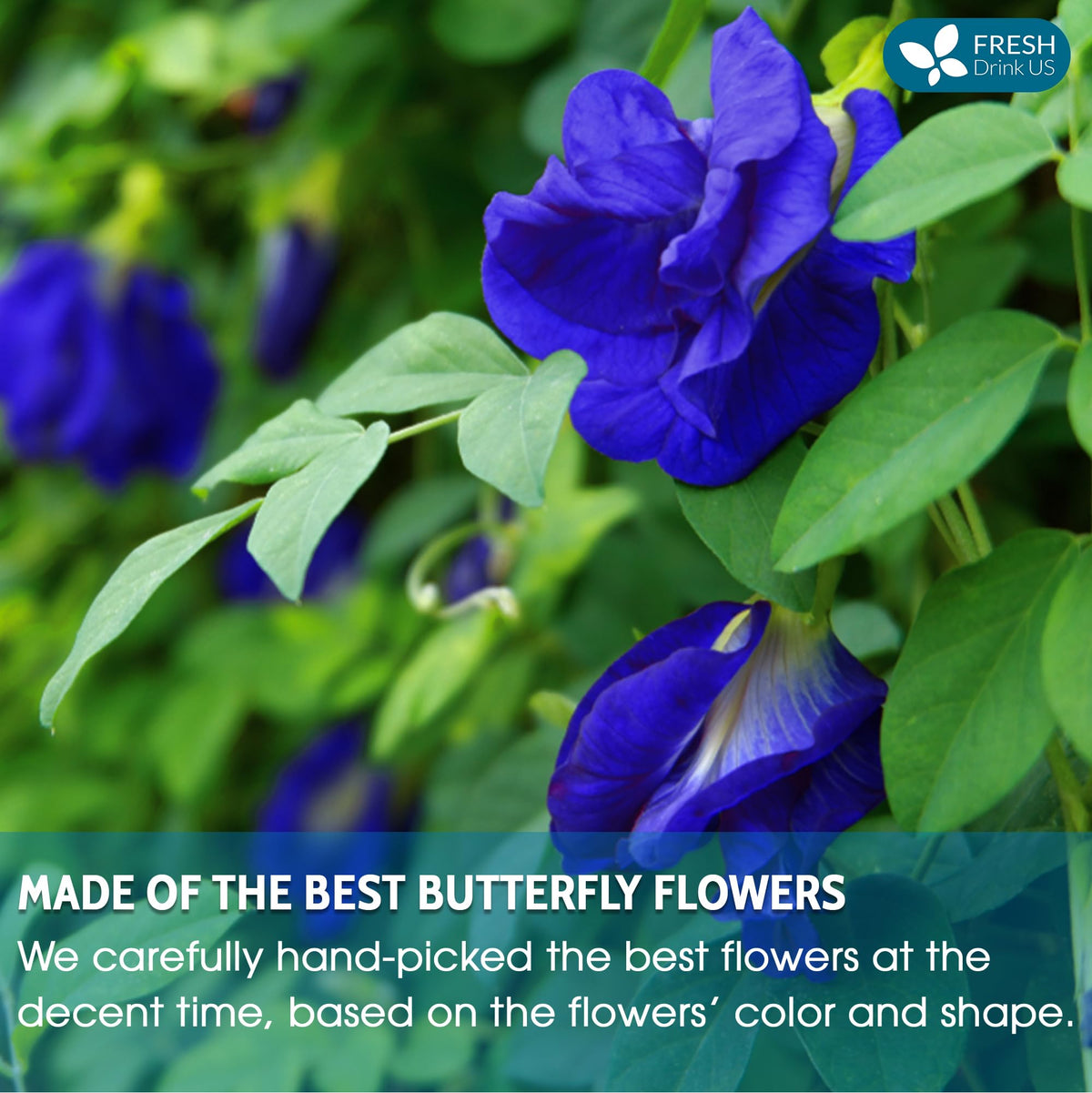FreshDrinkUS blue butterfly pea flowers in latte for natural color