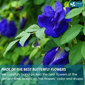 FreshDrinkUS blue butterfly pea flowers in latte for natural color