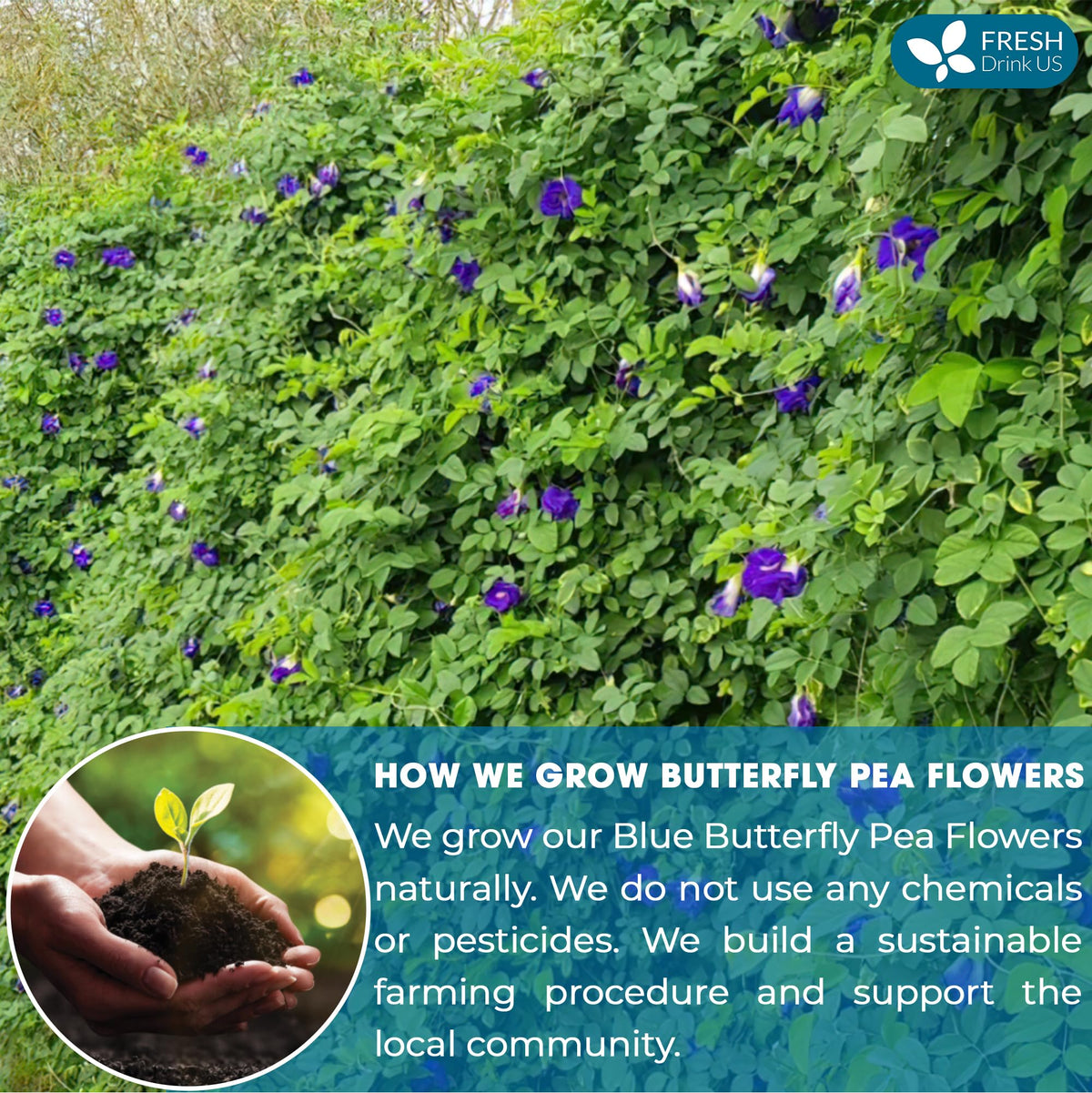 FreshDrinkUS blue butterfly pea flowers steeping in teacup with vibrant blue hue