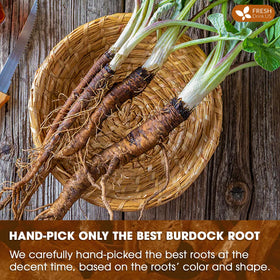 Brewed FreshDrinkUS burdock tea in a mug