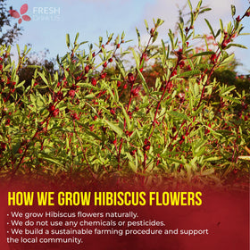 A cup of FreshDrinkUS hibiscus tea, a bright caffeine-free moment