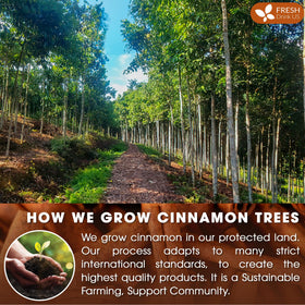 FreshDrinkUS cinnamon sticks infusing tea with rich aroma.