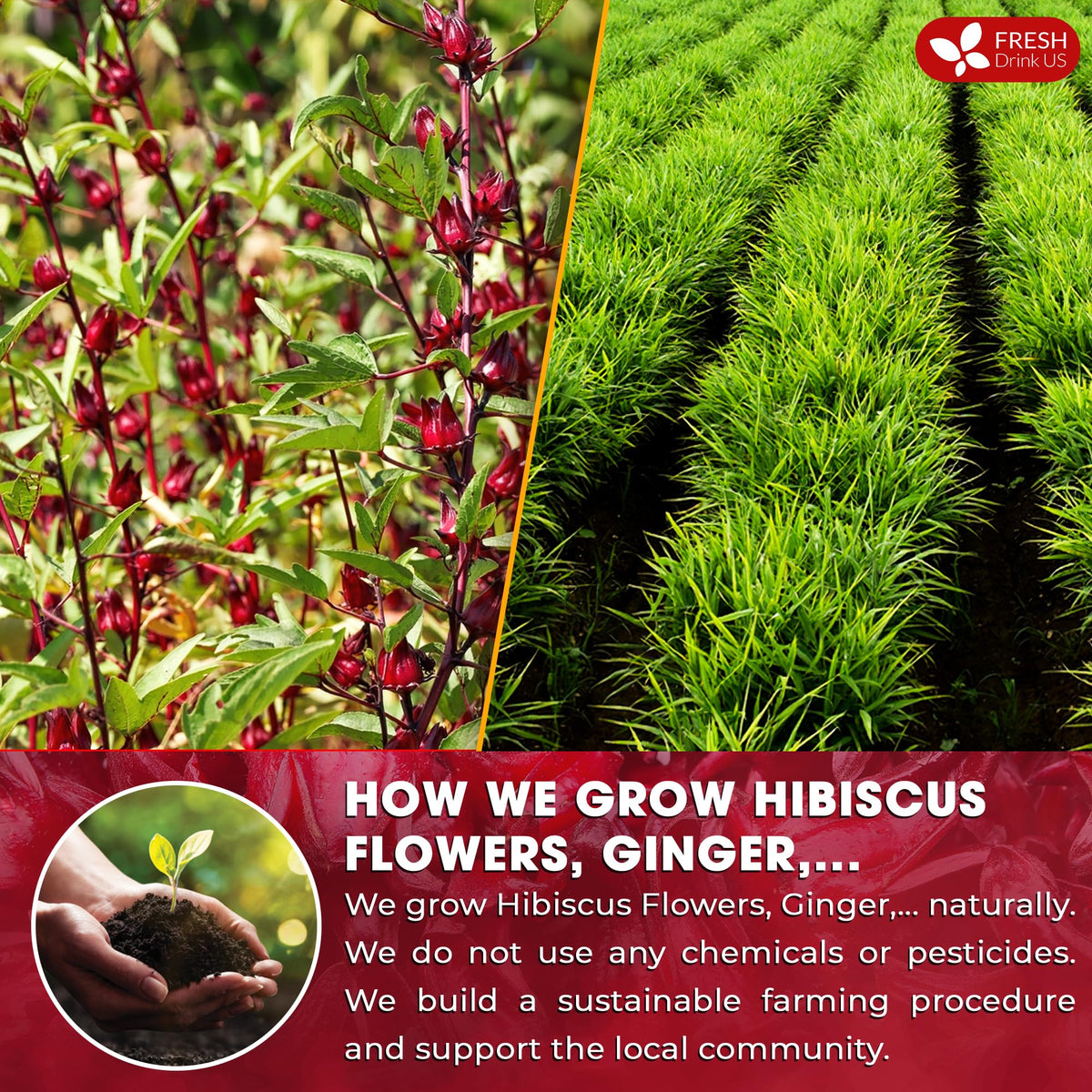 FreshDrinkUS ginger-cinnamon-lemongrass-rosehip brew showcases bold flavor and inviting scent.